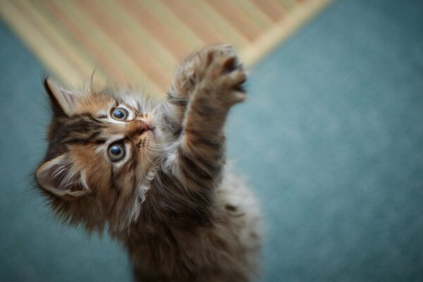 A small fluffy kitten pulls paws