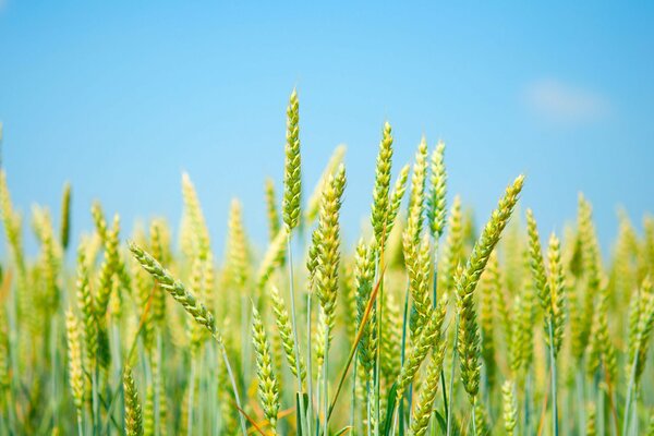 Épis verts dans le champ sur fond de ciel bleu