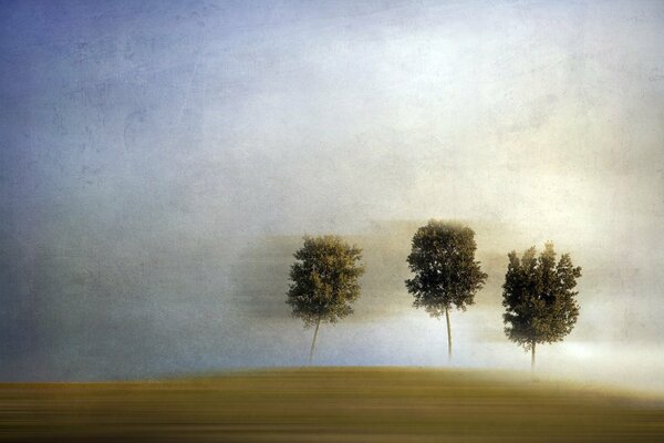 Trees in a meadow on a foggy morning!