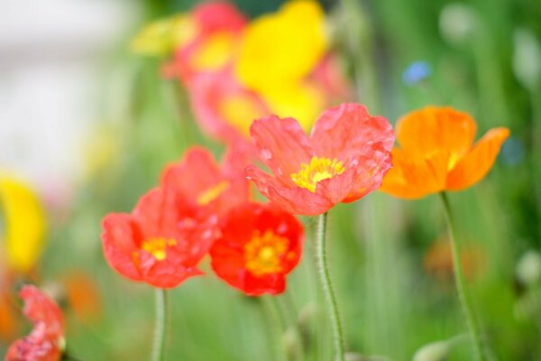 Wildflowers poppies orange pink red