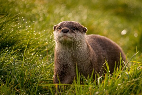 Lontra tra l erba bagnata del mattino