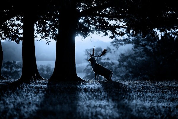 Morning nature in the forest