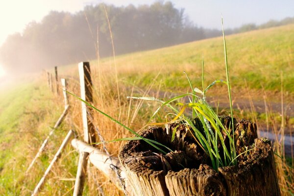 Champ vert au soleil avec une clôture en bois