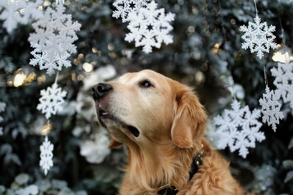 Hunde haben auch ein Weihnachtsmärchen und einen Weihnachtsbaum