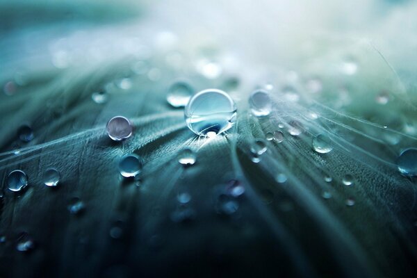 Gotas de agua en una hoja verde