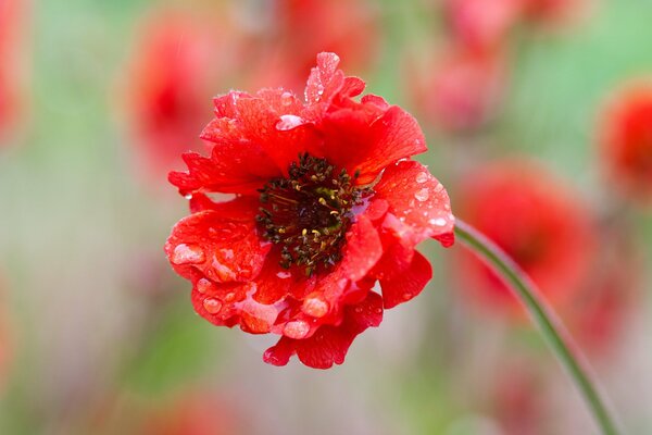 Rote Blume mit unscharfen Bildern