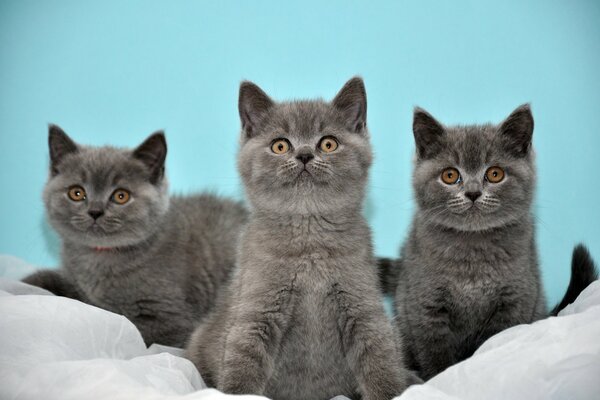 Tres gatitos grises británicos sobre un fondo turquesa