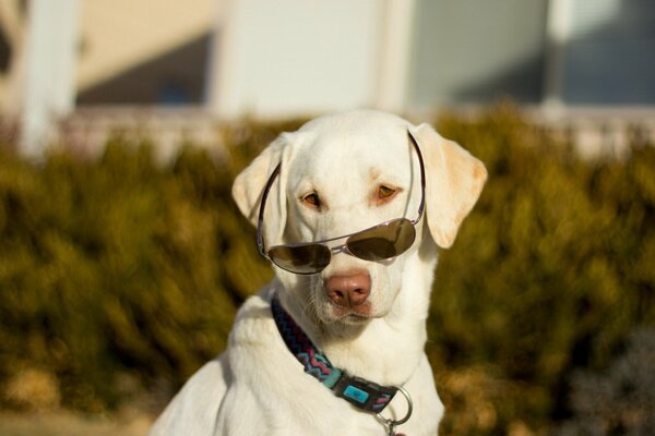Fashionable white dog with a collar and sunglasses
