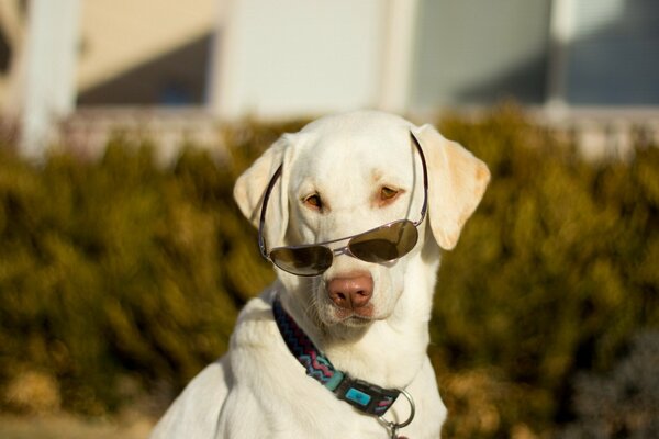 Cane bianco alla moda in collare e occhiali da sole