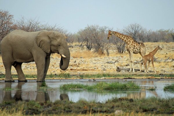Elefante y jirafa con un cachorro en un abrevadero