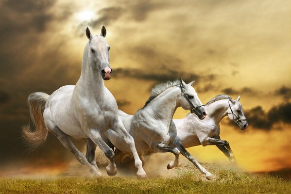 Three white horses run against the orange sky