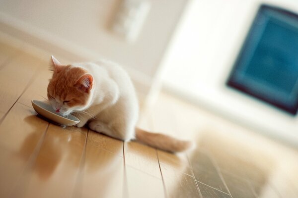 Gatto che fa colazione con latte su sfondo bianco