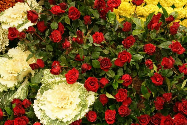 Composition of decorative cabbage and roses