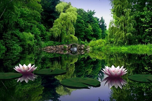 Seerosen auf dem Wasser reflektieren