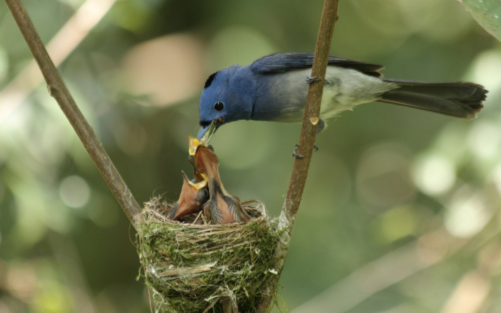 brindilles oiseau nid mère poussins alimentation