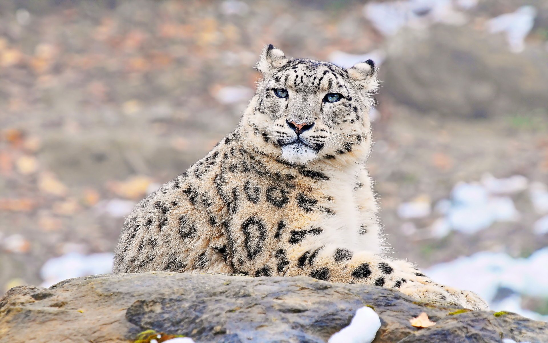 pantera śnieżna uncia uncia snow leopard irbis spojrzenie pysk