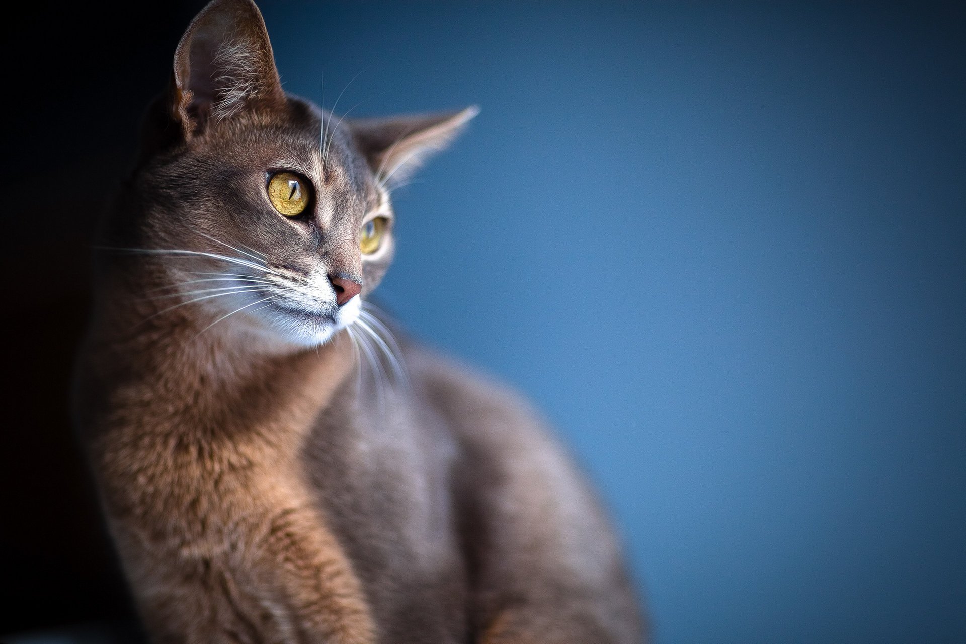 chat oreilles flou fond vue yeux