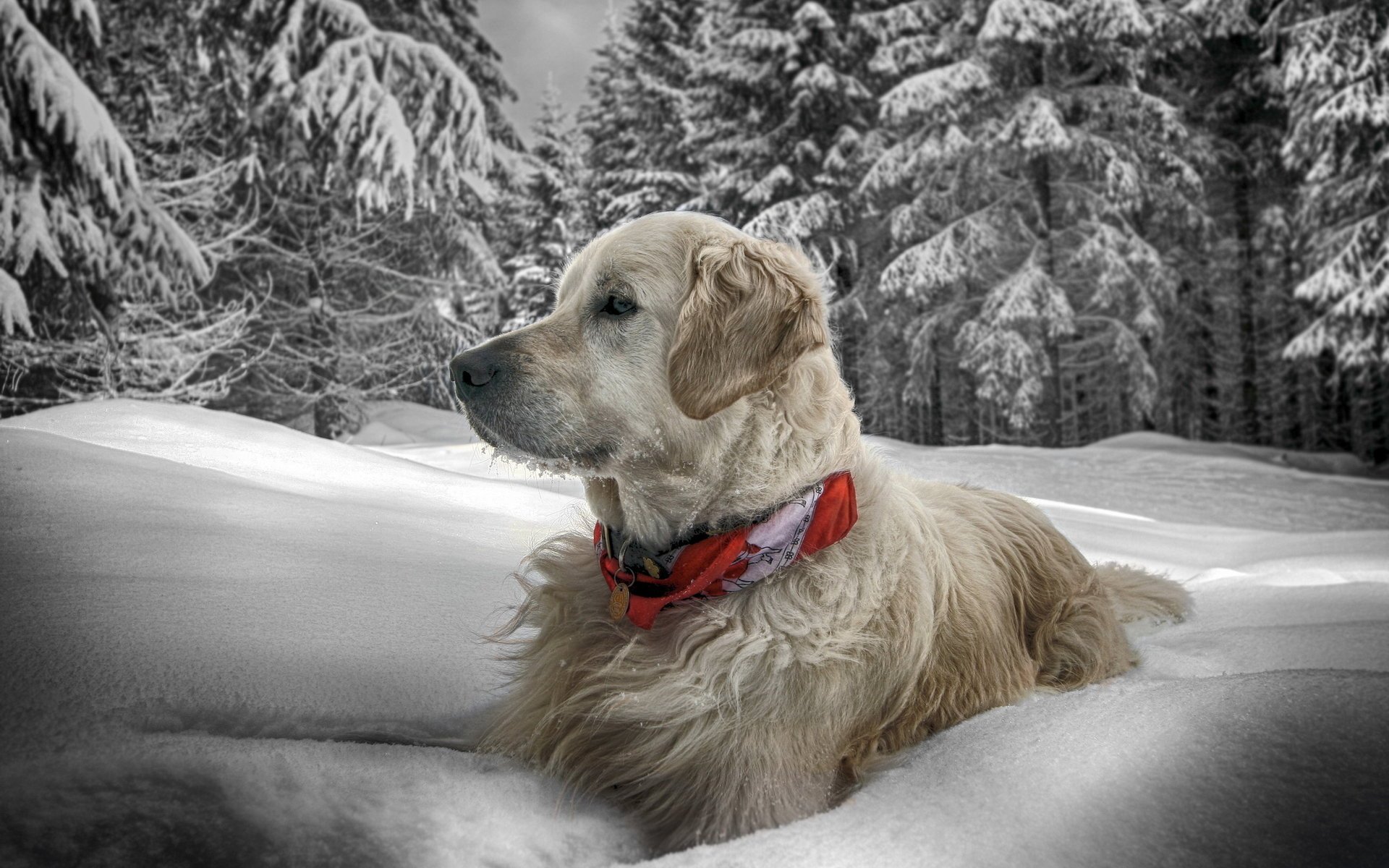 hund winter schnee