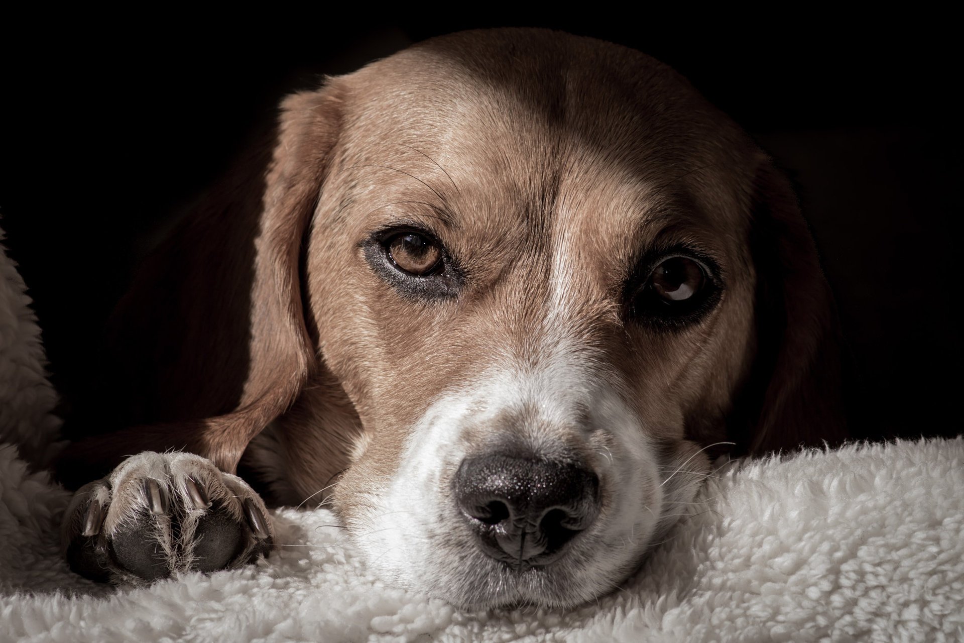 chien museau se trouve patte nez regard