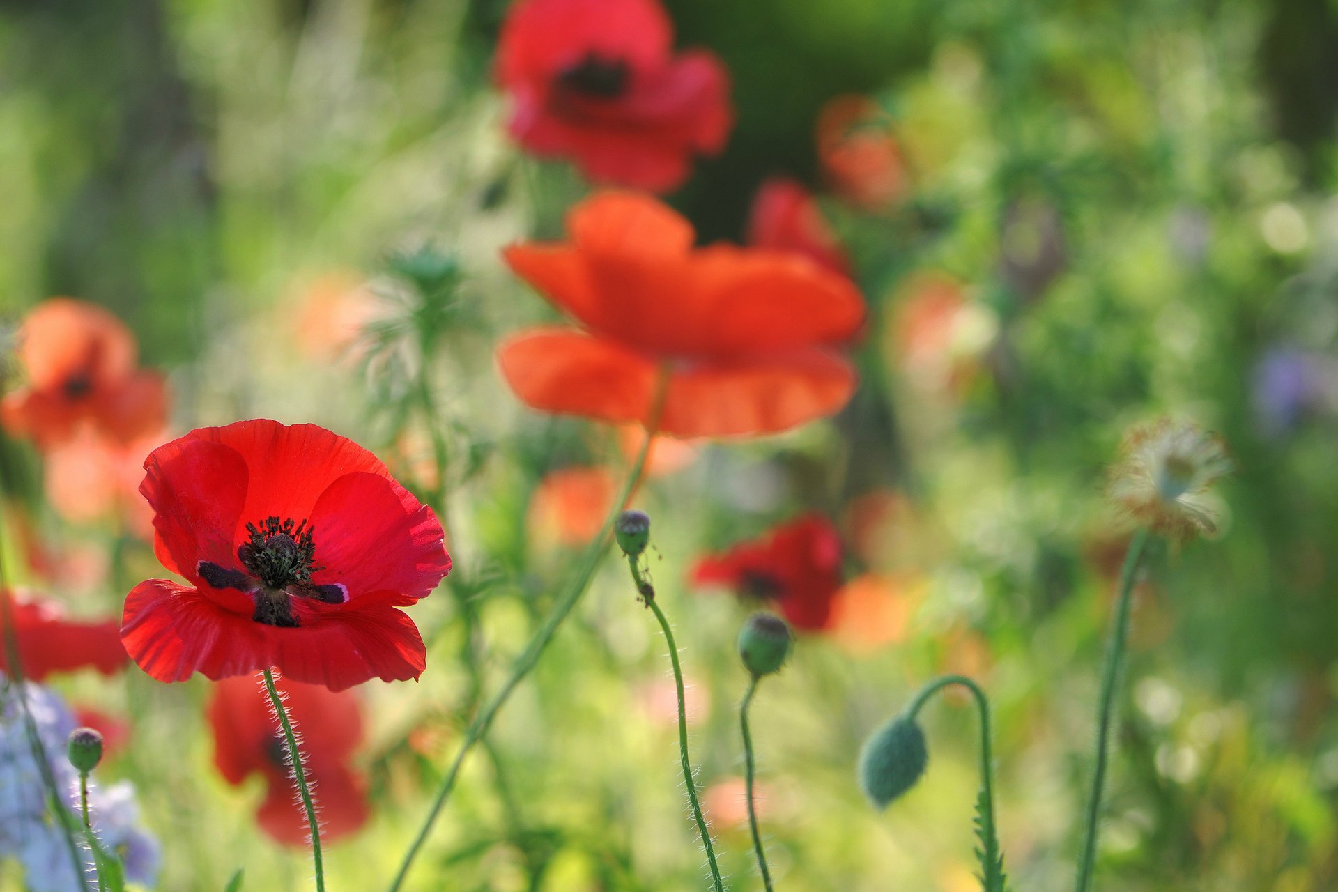 amapolas flores campo rojo desenfoque macro