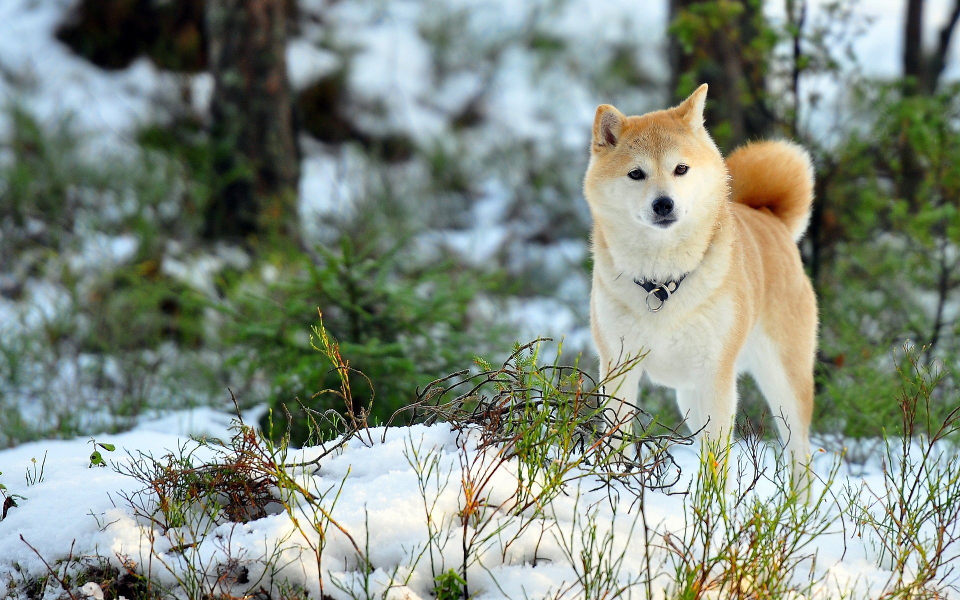 dog field winter