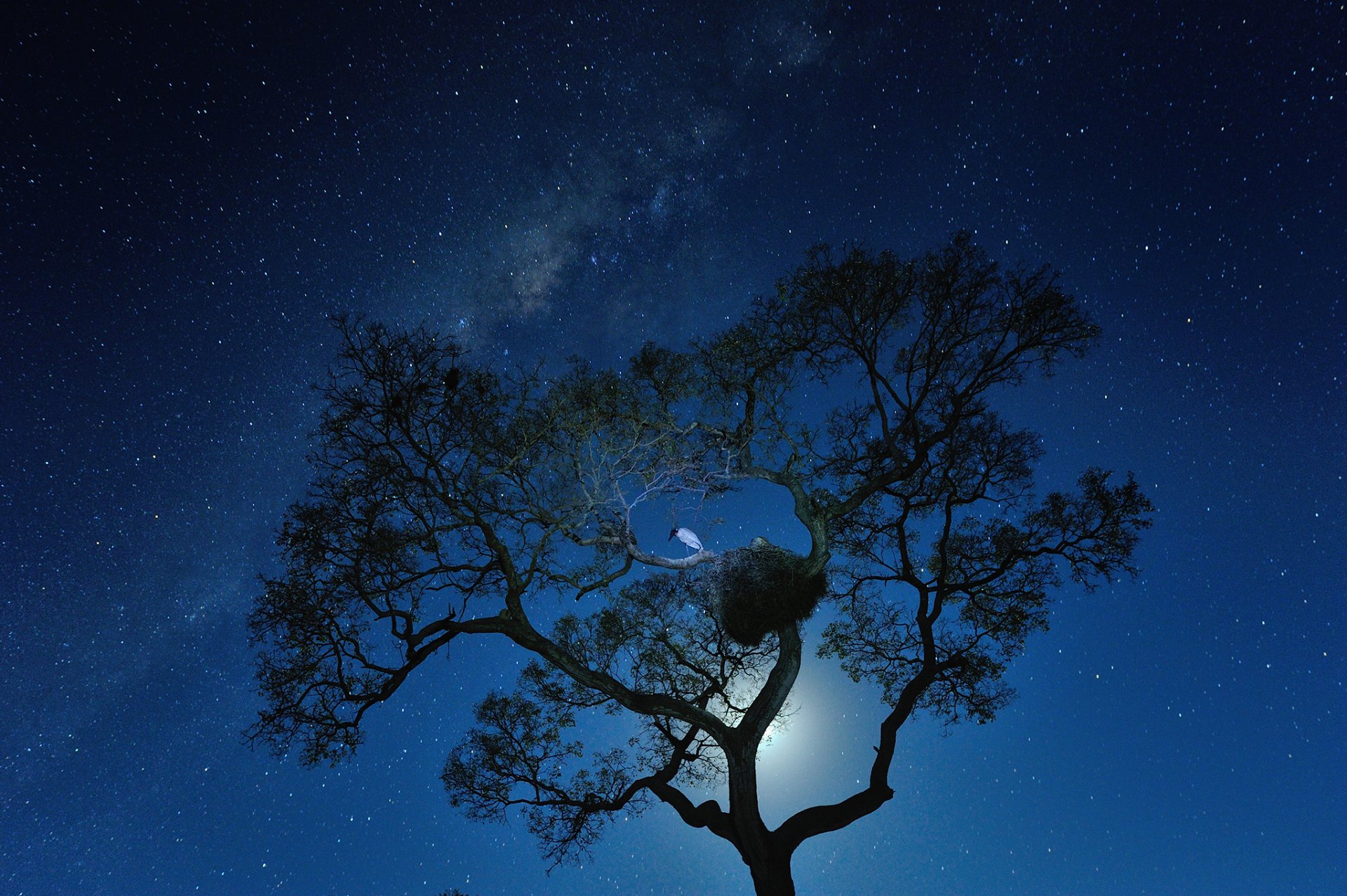 espacio estrellas noche vía láctea árbol pájaro