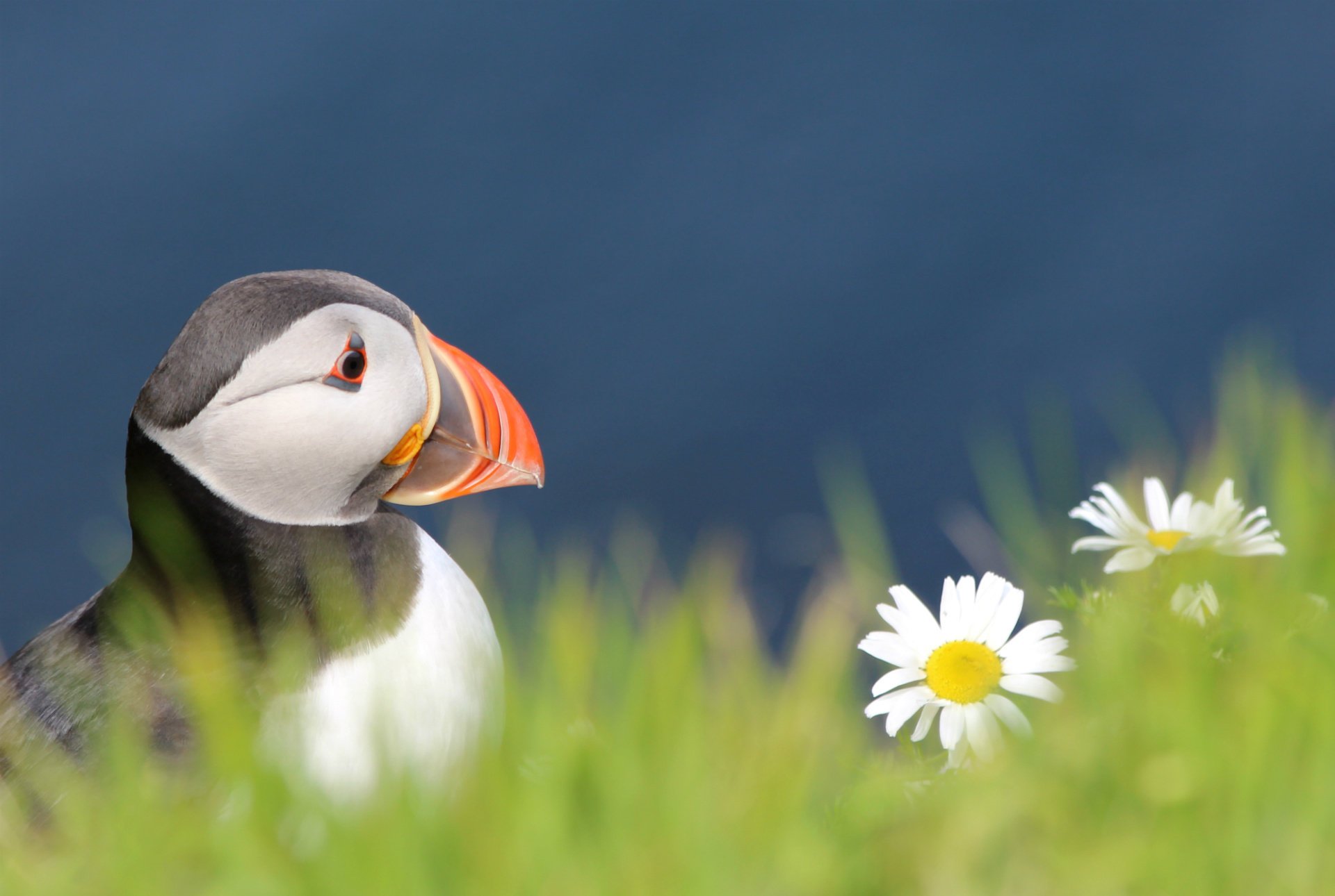 ptak widok ptak maskonur atlantycki fratercula arctica puffin