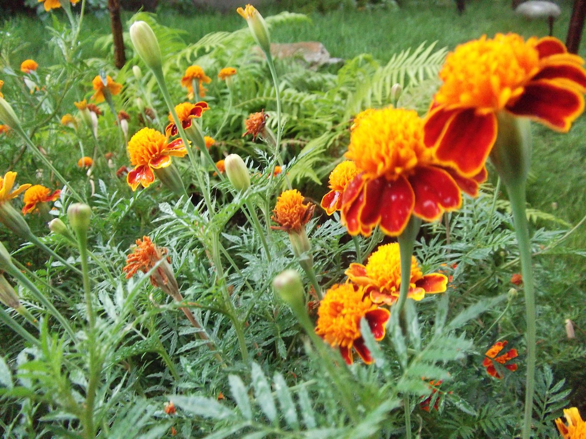 fleurs rouge