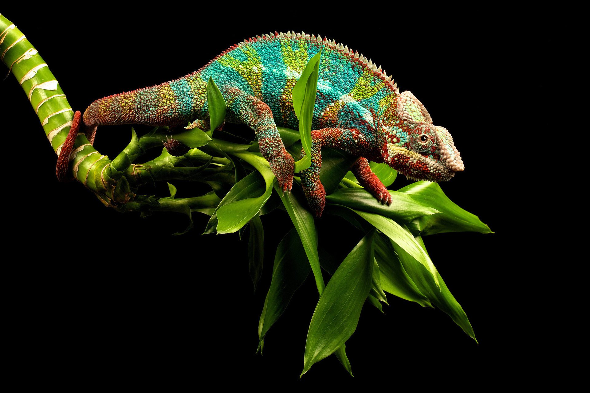 caméléon queue yeux verdure lézard branche fond