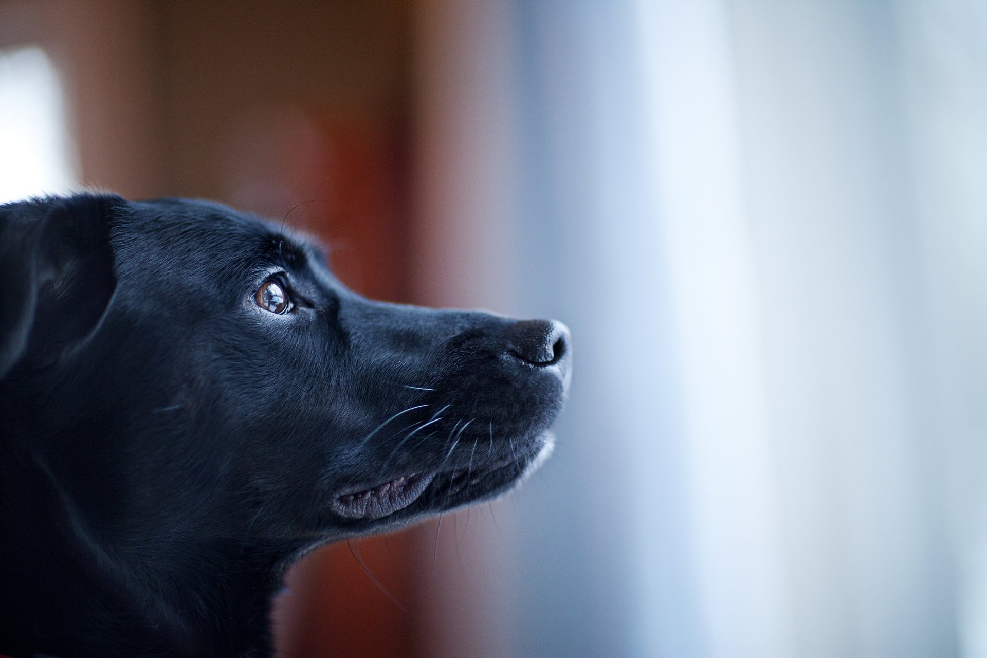 cane nero guarda muso