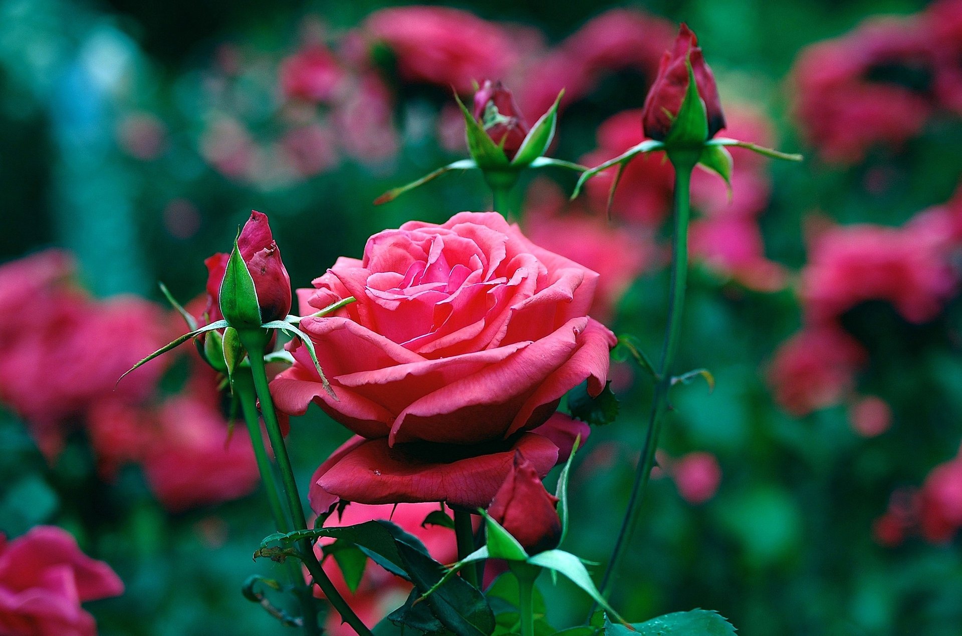 red petals flowerbed garden buds rose