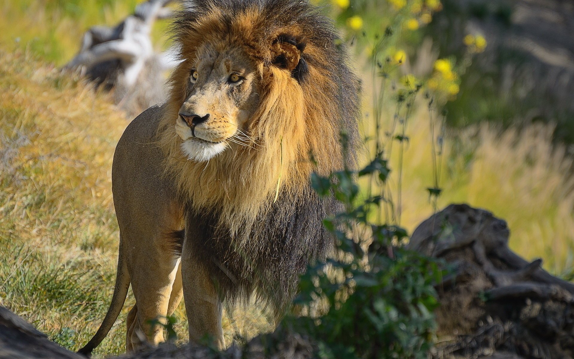 lion museau prédateur