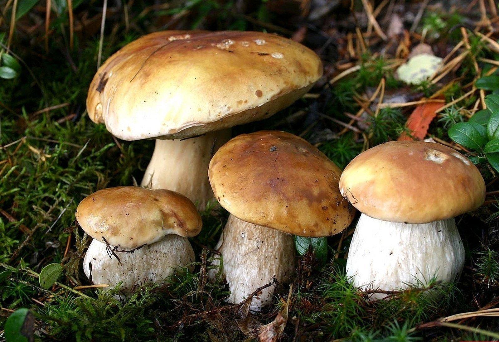 autunno funghi