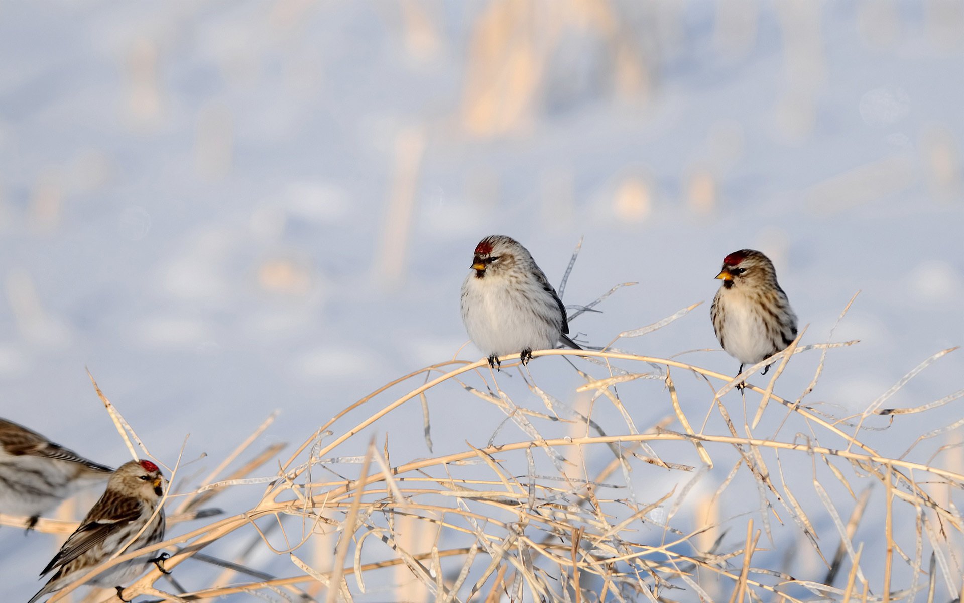 birds snow dry winter branche