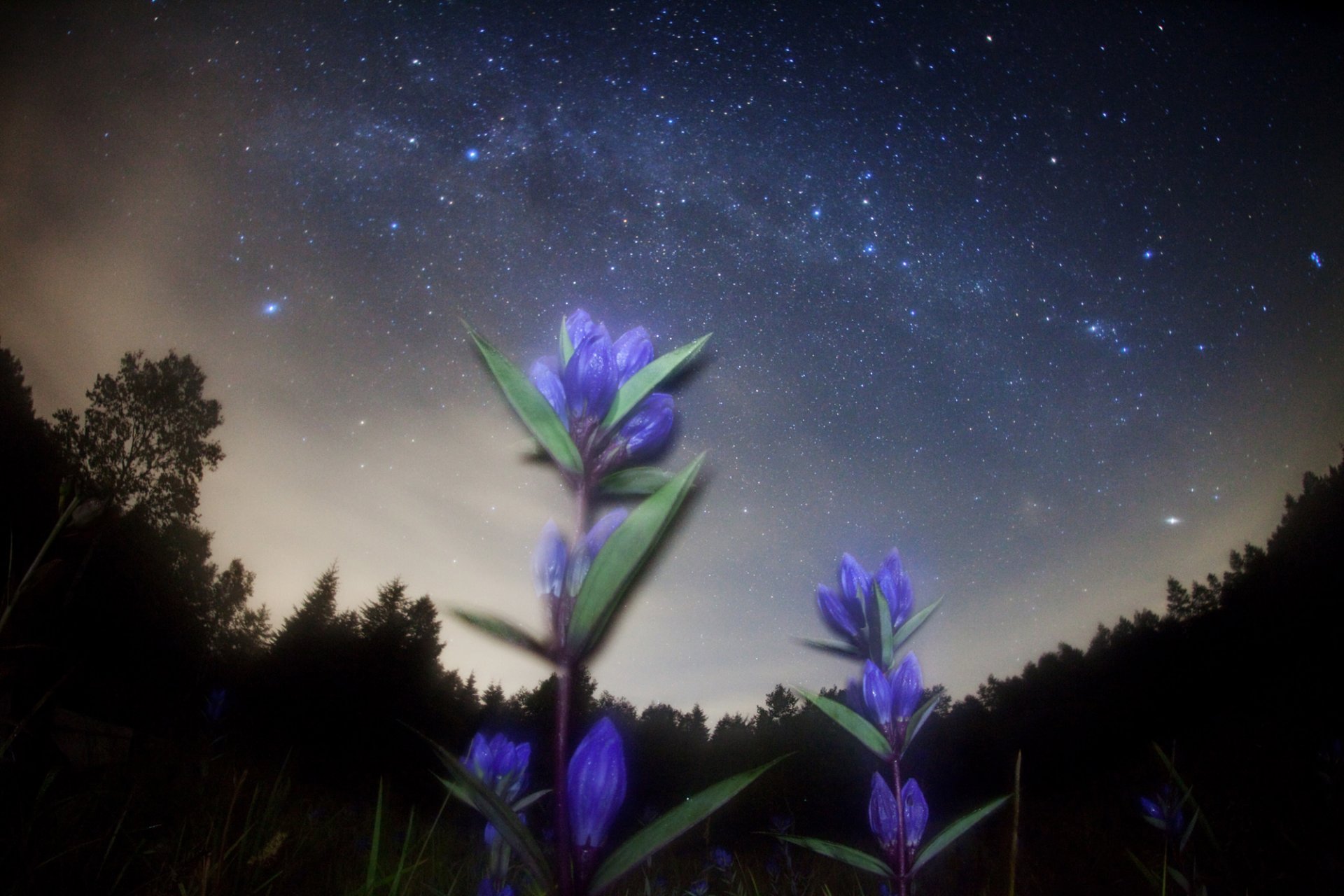 raum sterne nacht blumen