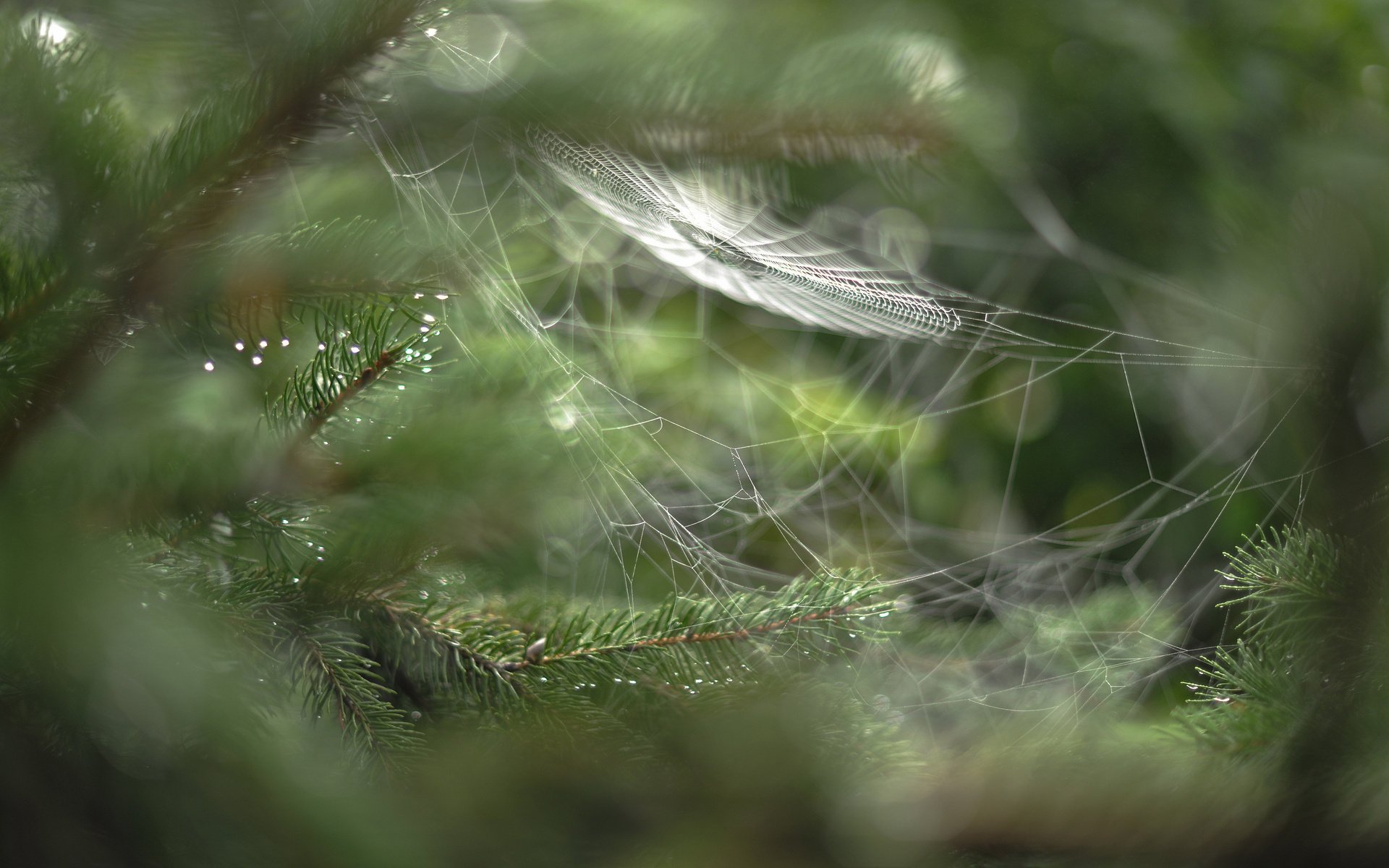 macro romarin branches toile d araignée gouttes