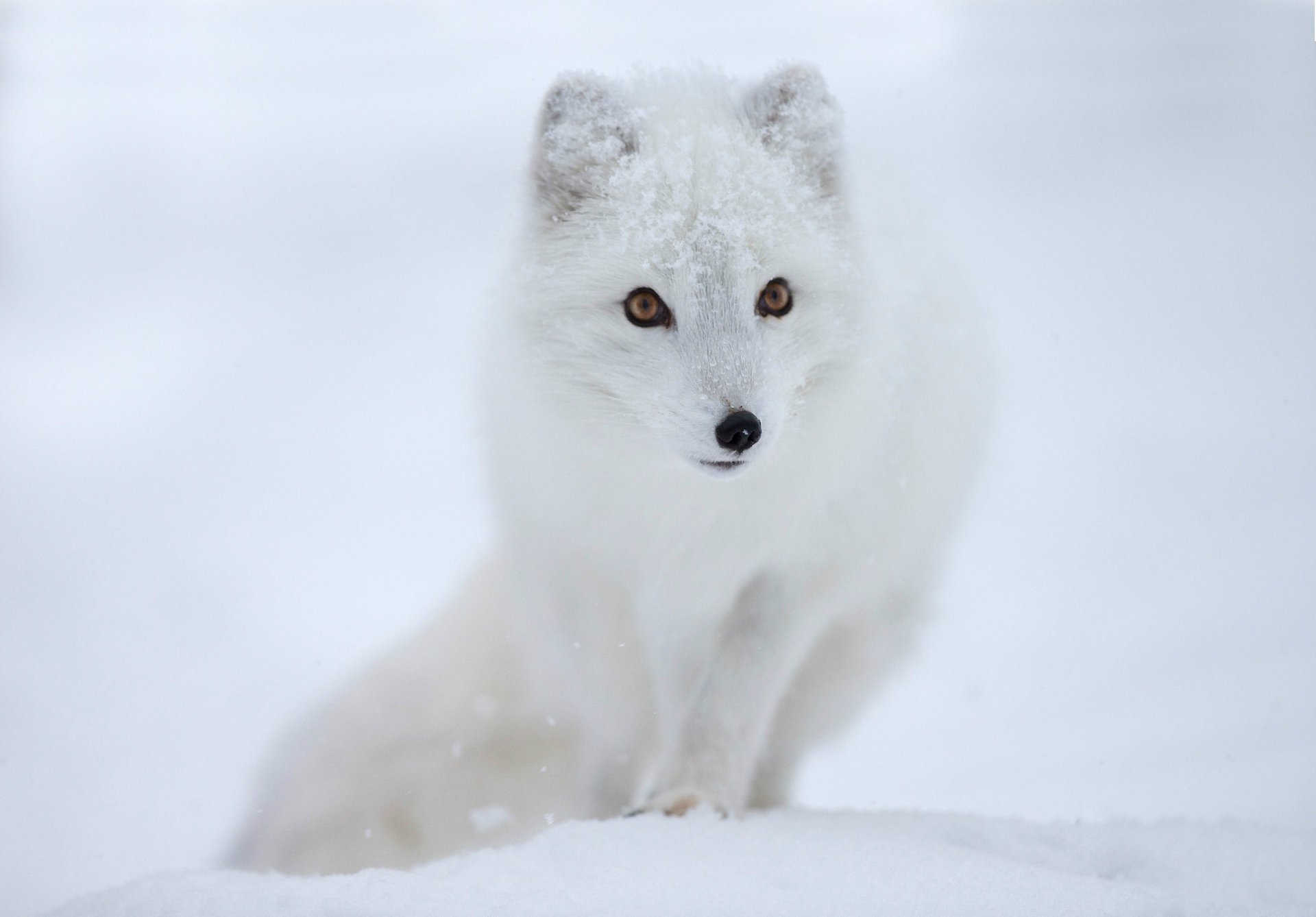 zorro ártico zorro polar hocico vista nieve