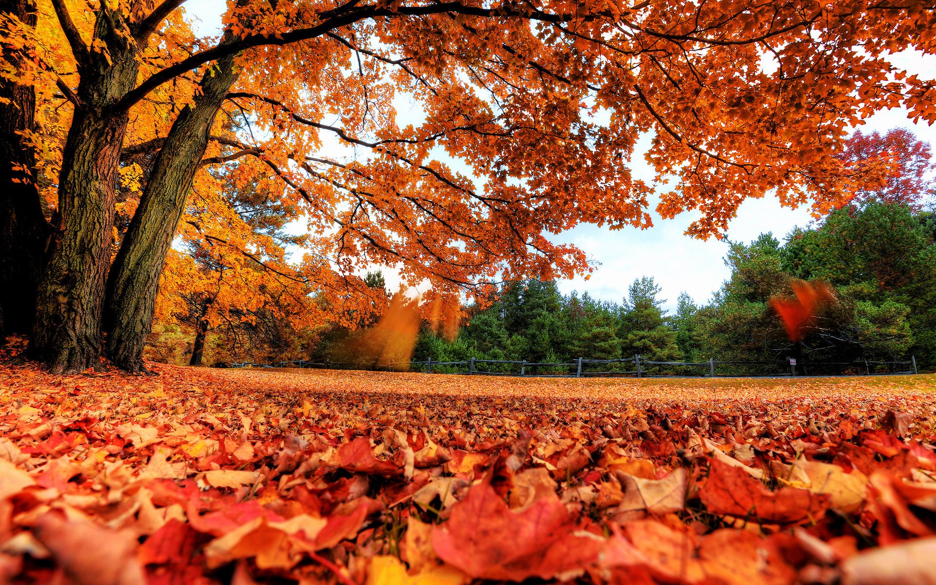 bäume blätter herbst