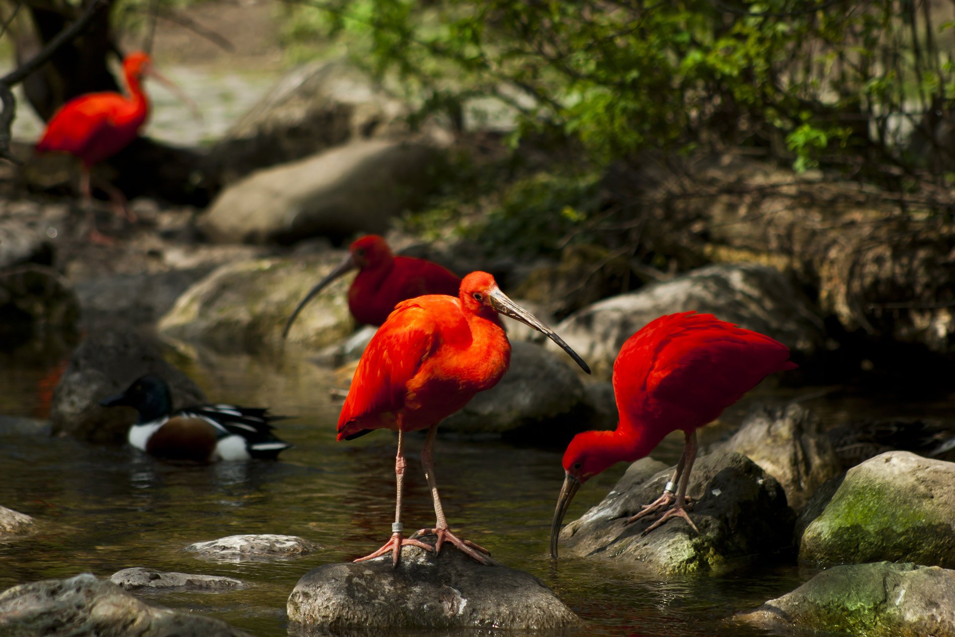 birds ibis trees nature moss stream water stone