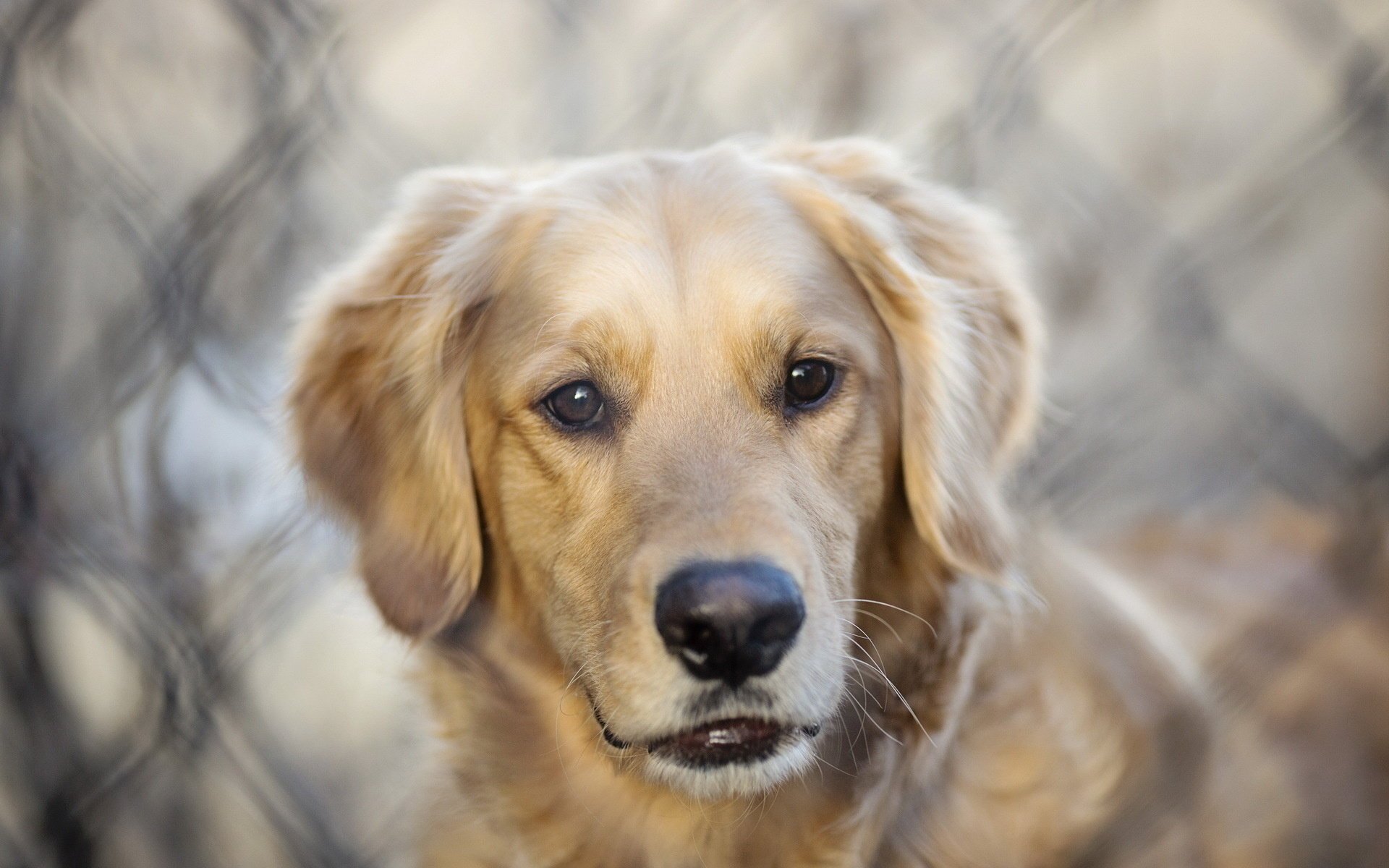 chien ami regard