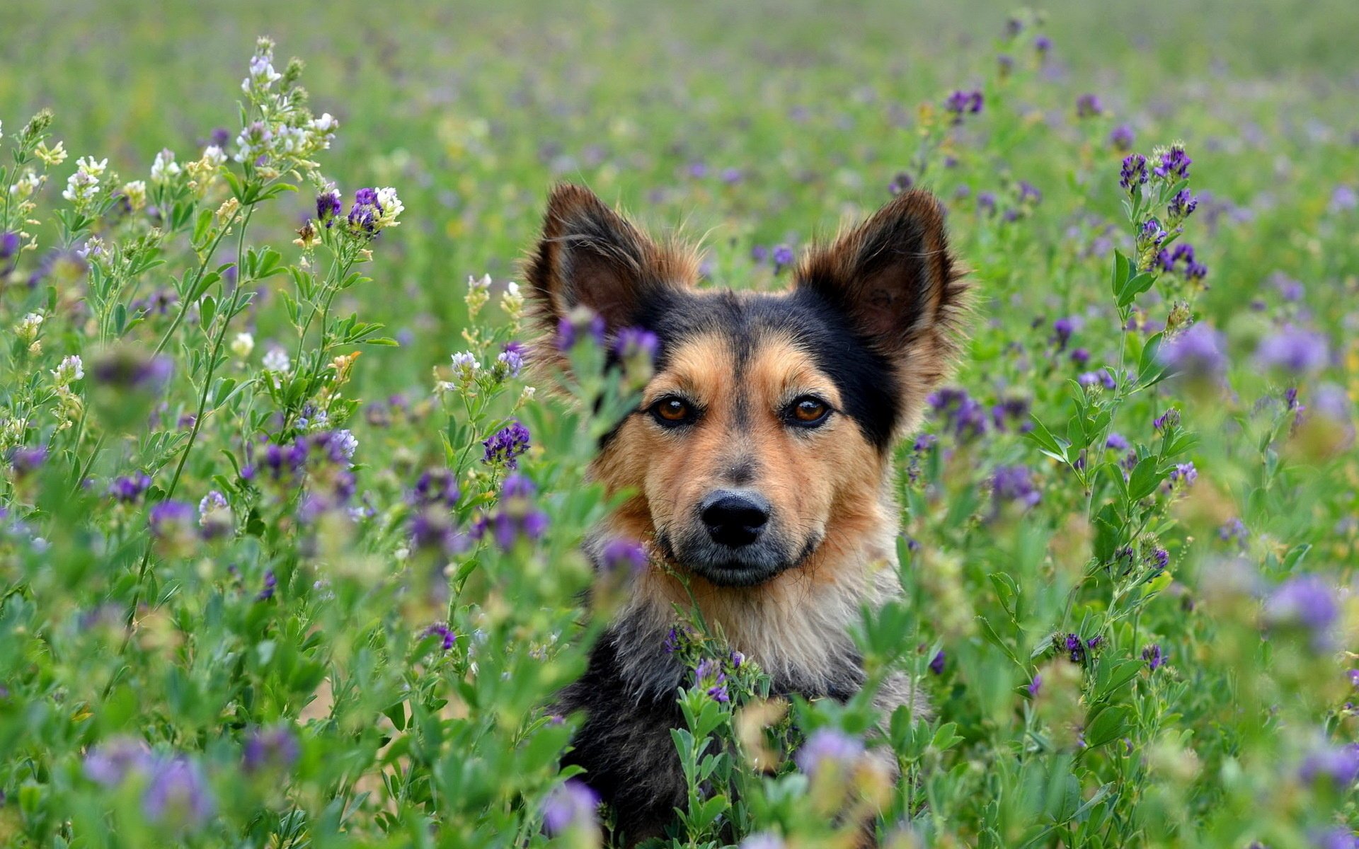 chien fleurs champ