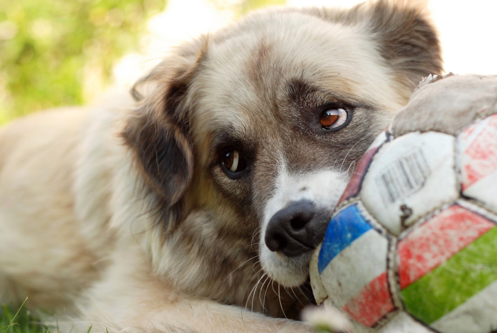 perro juego pelota