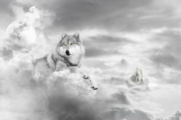 Großer Wolf auf dem Hintergrund der Wolken