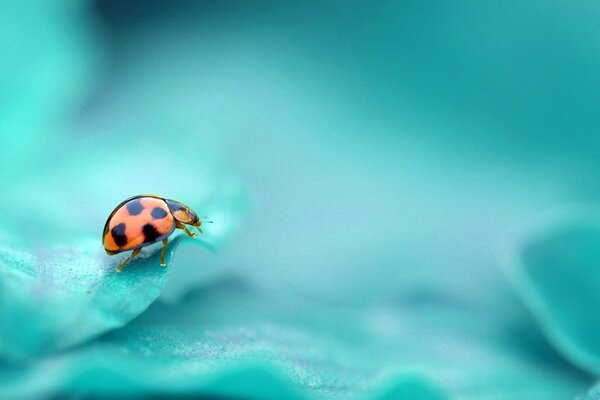 Coccinelle sur fond flou turquoise