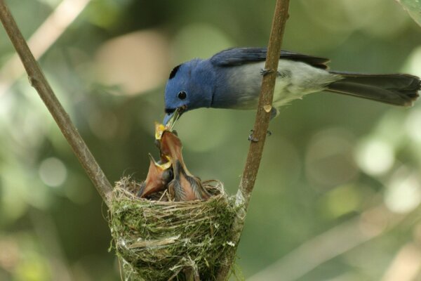 A beautiful bird feeds the chicks in the nest