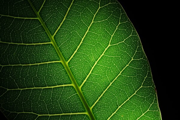 Gran hoja verde con vetas sobre fondo negro