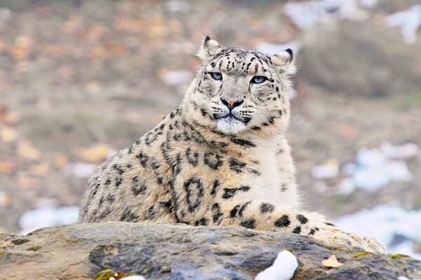 Ein Schneeleopard mit einem ausdrucksstarken Blick