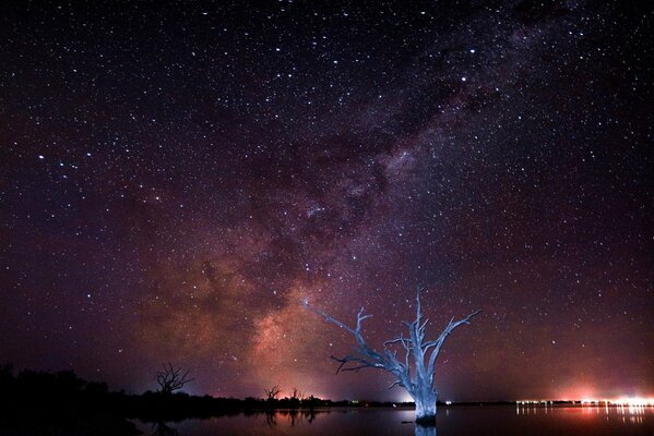 Un árbol solitario en medio de un paisaje cósmico