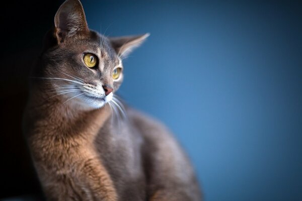 Hermoso gato con ojos grandes