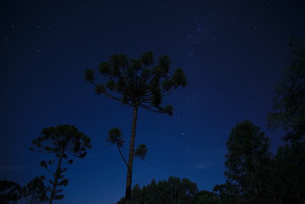 Деревья ночью на фоне космоса